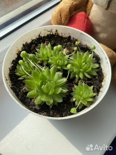 Каменный цветок