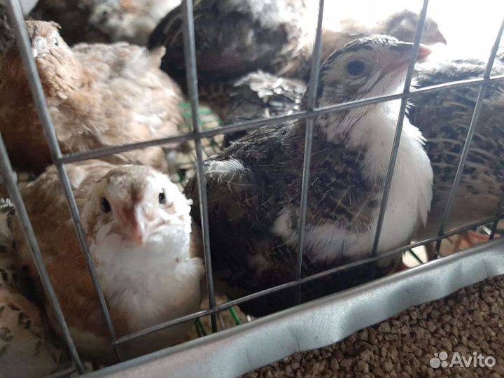 Перепела продажа