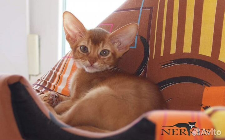 Абиссинские котята
