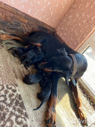Щенки добермана