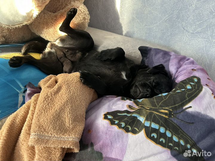 Вязка,девочка