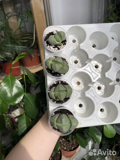 Плейоспилос Нелли