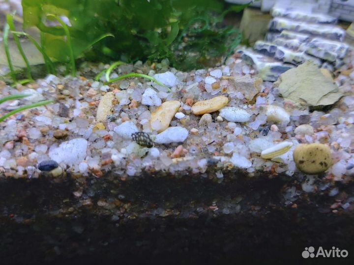 Улитка Теодоксус