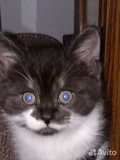 Отдам котят в добрые руки