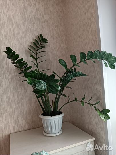 Замиокулькас