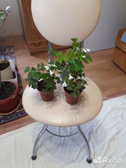 Кислица оксалис