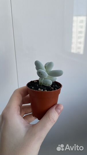 Суккуленты Пахифитум Овиферум