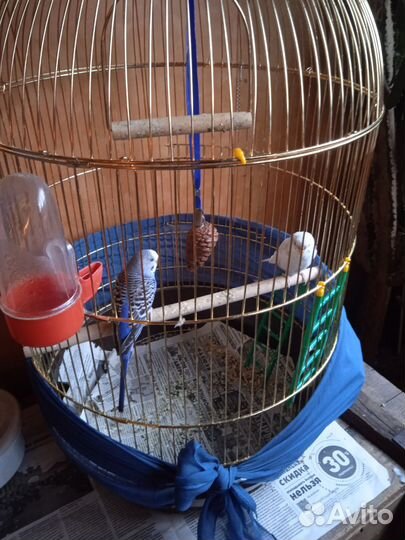 Клетка для попугая