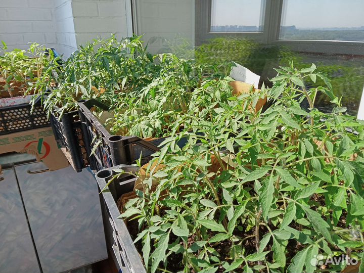 Рассада помидоров томатов