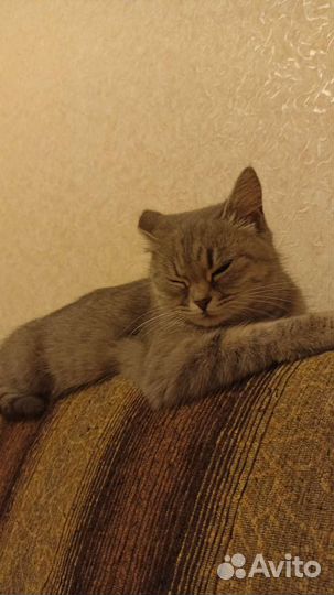 Стерилизованная кошечка