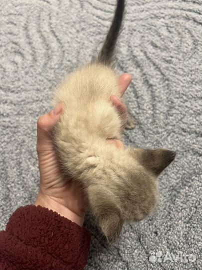 Подарю котят