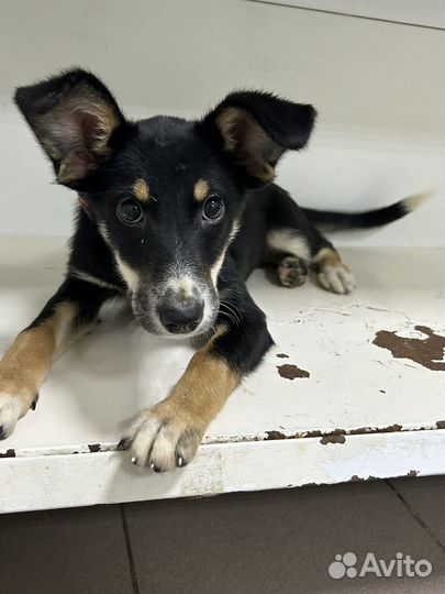 Щенок девочка в добрые руки