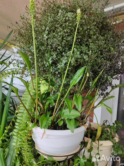 Фикусы коллизии традесканции