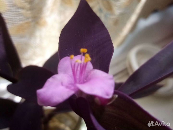 Традесканция