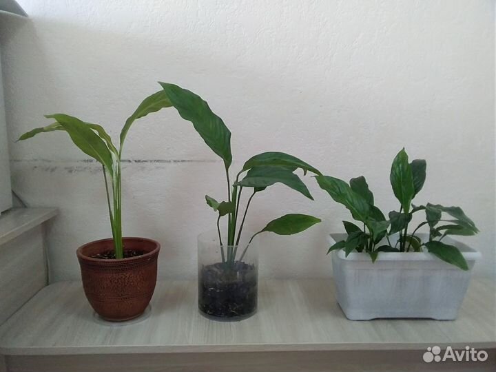 Спатифиллум