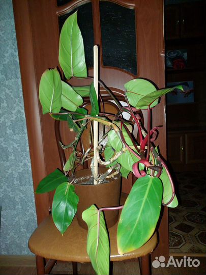 Филоделдрон краснеющий