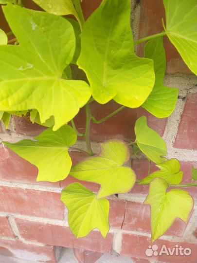 Ипомея батат