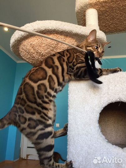 Бенгальский котик с красивейшей розеткой