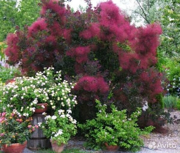 Декоративные кустарники (Скумпии, Падубы и другие)