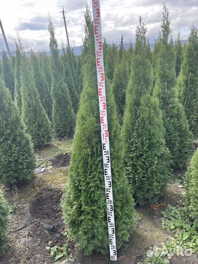 Туя колумна,смарагд