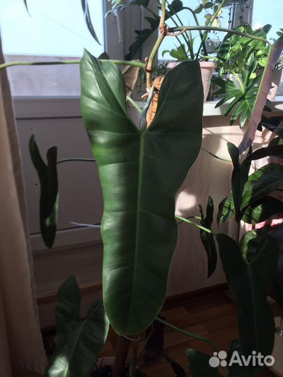 Филодендрон санта леопольдина