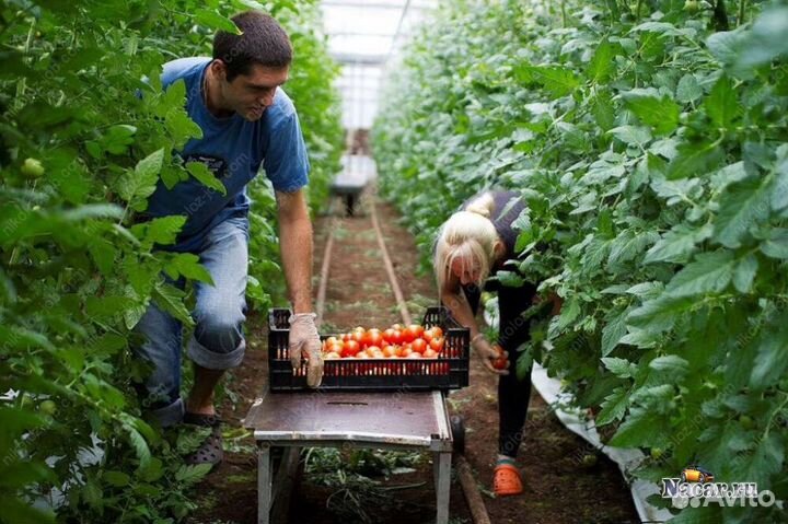 Работник в теплицу