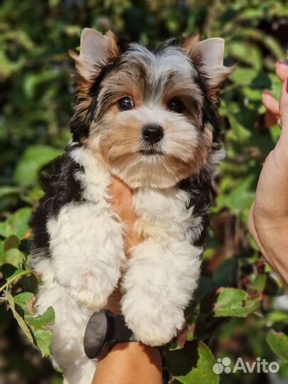 Бивер мальчик