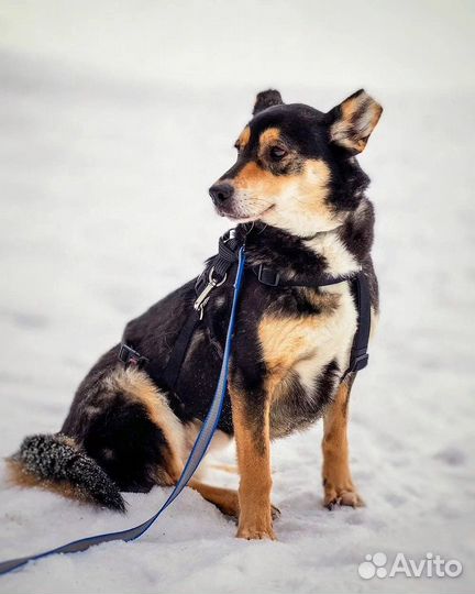 Френки из приюта ищет дом