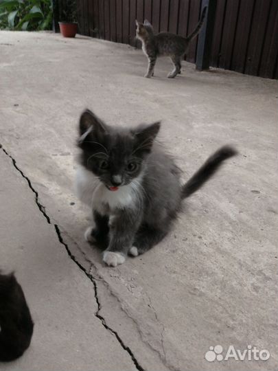Отдам котят в добрые руки