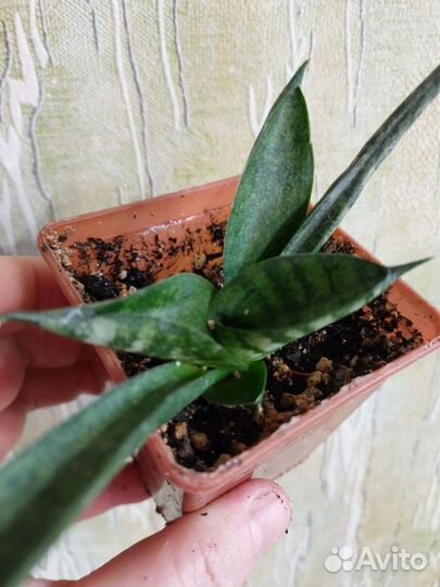 Суккуленты, сансы, кактусы