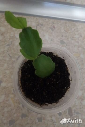 Декабрист Шлюмбергера