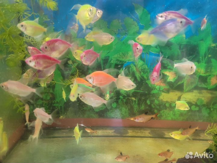 Аквариумные рыбки