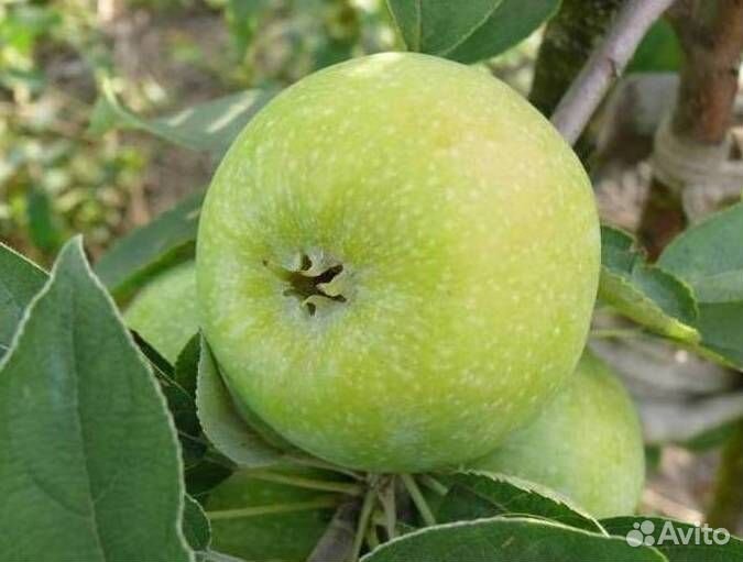 Саженцы яблони Семеренко