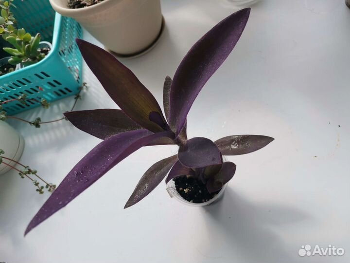 Комнатные растения цветы