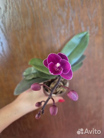 Орхидея фаленопсис мини