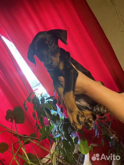 Щенки добермана