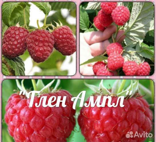 Саженцы малины