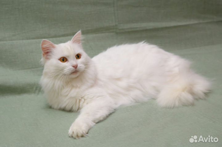 Кошечка