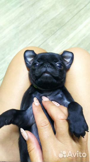 Продам мопсиков