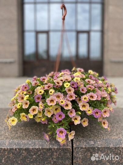 Неукорененные черенки калибрахоа