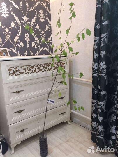 Слива сортовая Хопты жёлтая, черная (саженцы)