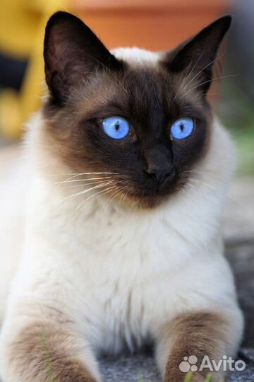 Кастрация кота на дому