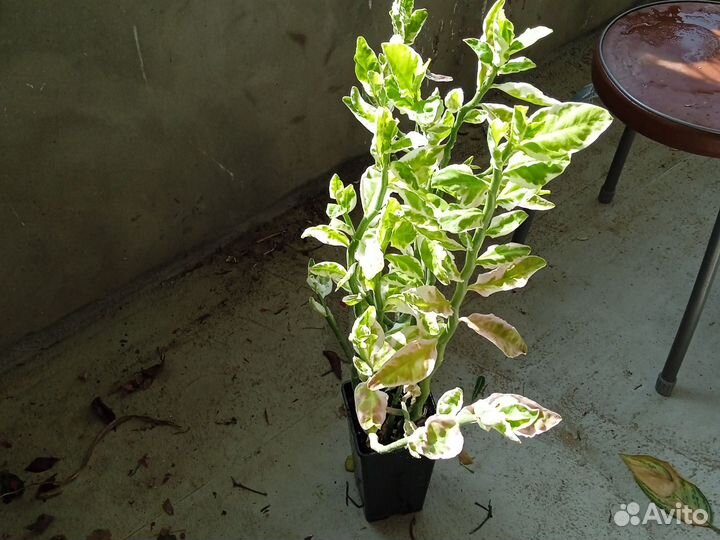 Педилантус