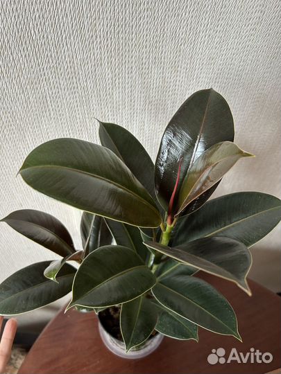 Фикус мелани