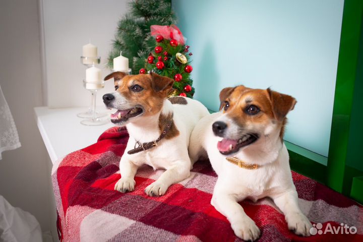 Аренда Джек Рассел терьер фотосессия