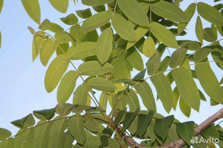 Маньчжурский орех