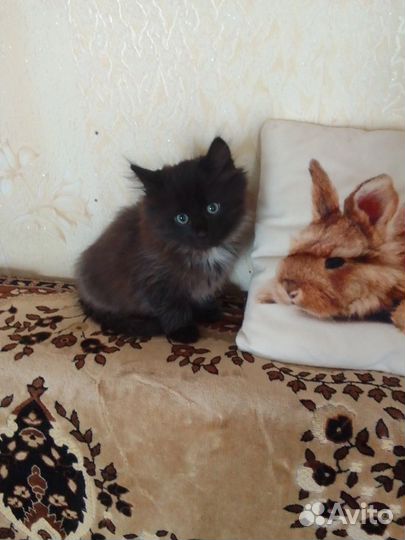 Котенок в добрые руки