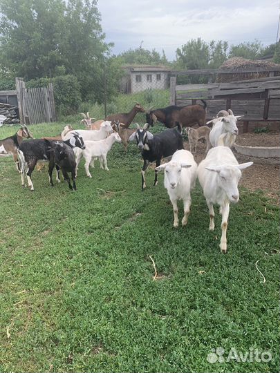 Продаются козы, 19 голов. Продаю всех вместе
