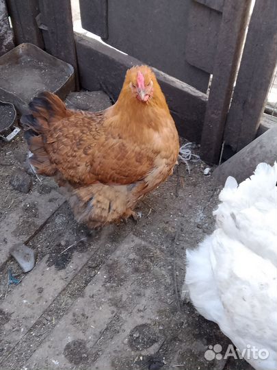 Молодые петушки