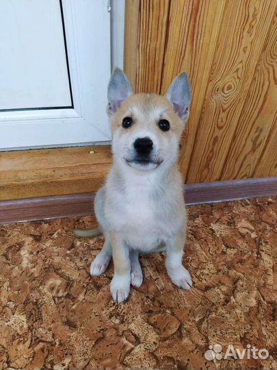 Щенки ищут семью